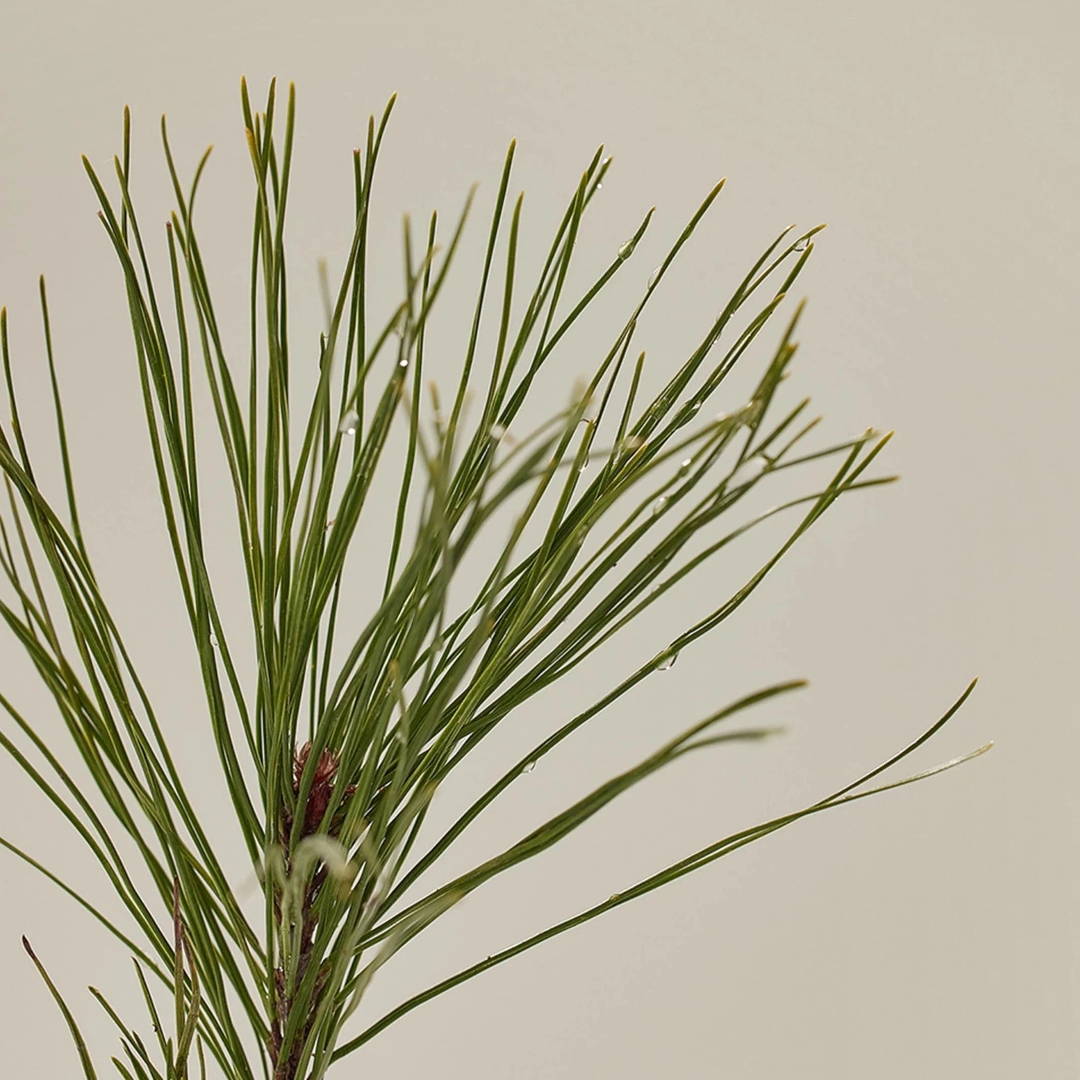 Pine Grove Body Wash